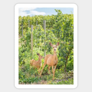 Doe and Fawn Standing in Summer Vineyard Sticker